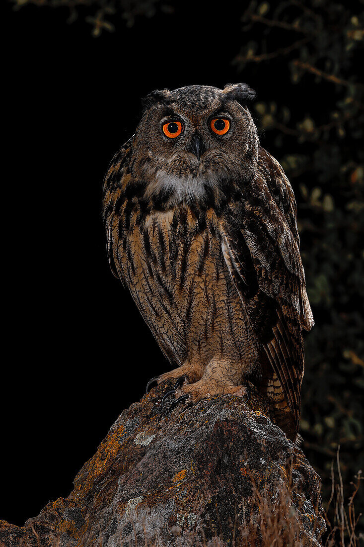 Portrait of an Eurasian eagle-owl (Bubo bubo) at night, Salamanca, Castilla y Leon, Spain