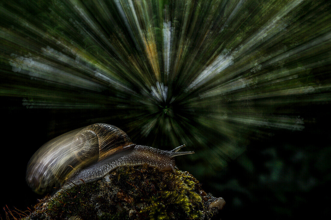 Moving snail (Helix pomatia), Spain