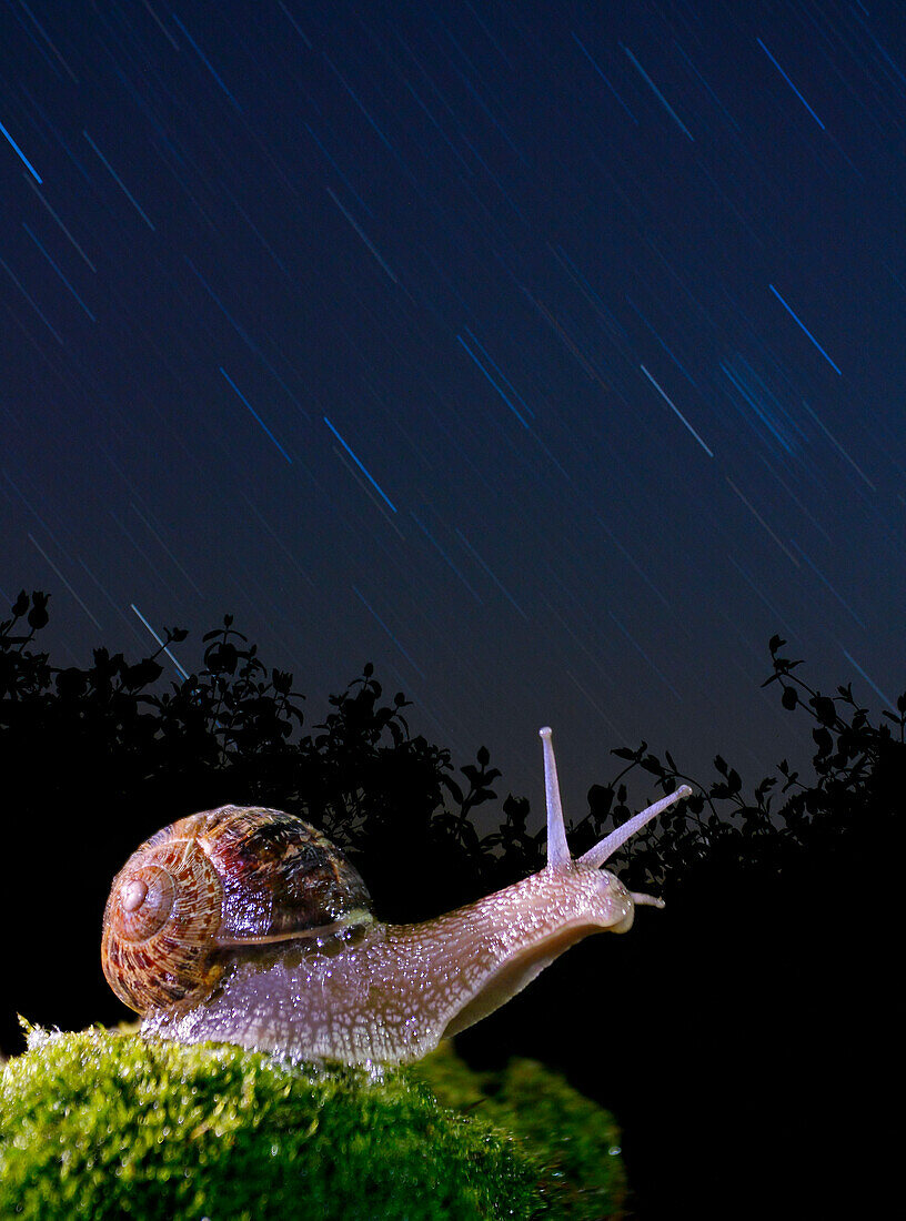 Snail (Helix pomatia), Spain