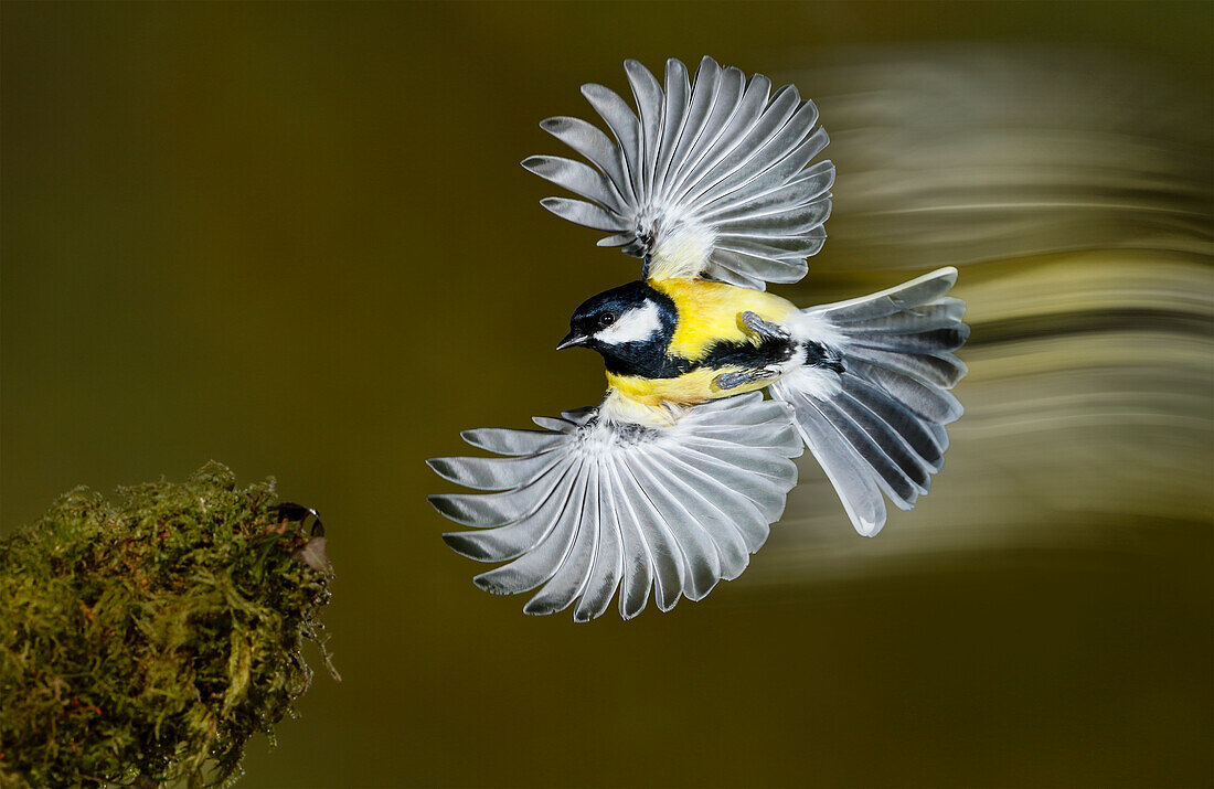 Coal Tit (Parus ater) in flight, Salamanca, Castilla y Leon, Spain