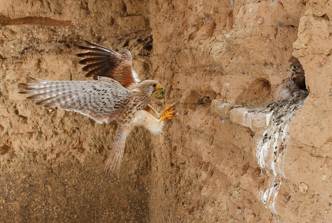 Turmfalke (Falco tinnunculus) bei der Landung im Felsennest, Spanien