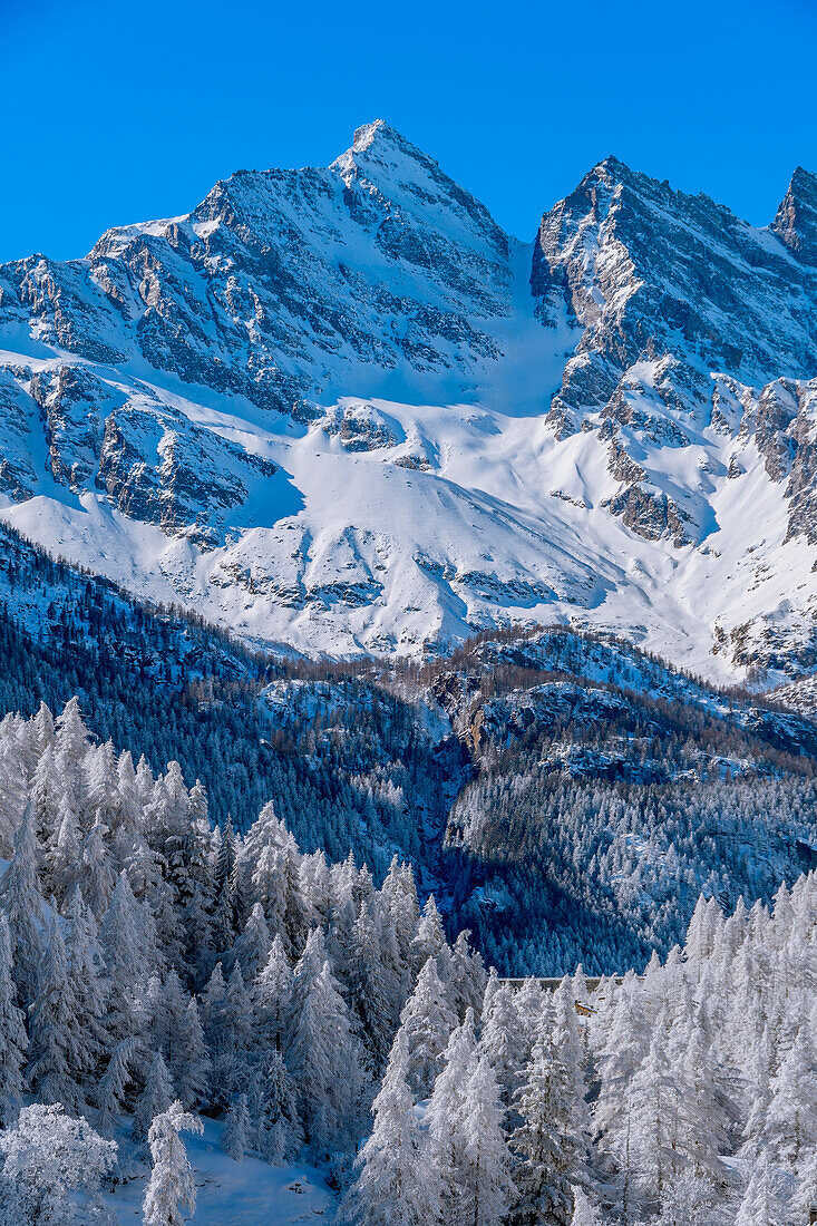 Frozen trees on Ceresole Reale,Levanne on background, Orco Valley, Piedmont,Italy,Europe