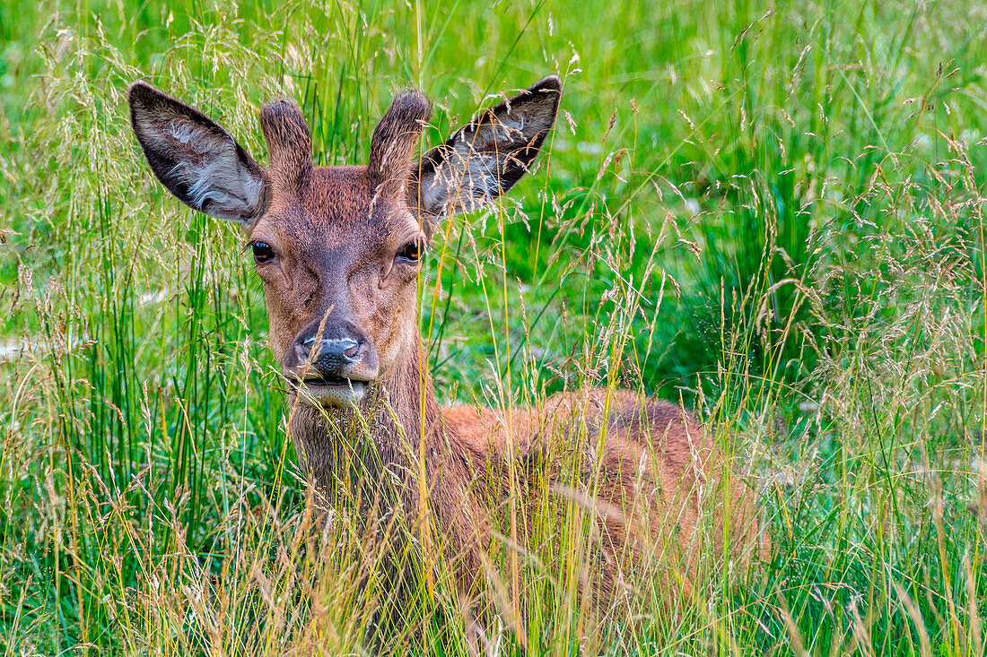 Tierwelt,Fauna,Dolomiten, Veneto,Italien,Europa