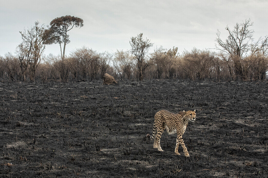 Gepardenjagd in einem von einem Waldbrand verwüsteten Gebiet im Masaimara-Nationalreservat, Kenia