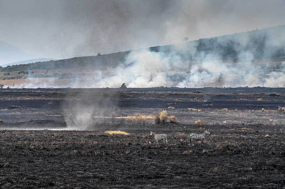 Zebras beim Überqueren eines Waldbrandes in der Masai Mara, Kenia