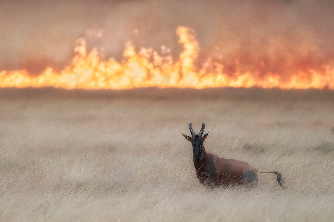 Ein Topi (Damaliscus lunatus) überquert ein Buschfeuer in der Masaimara, Kenia