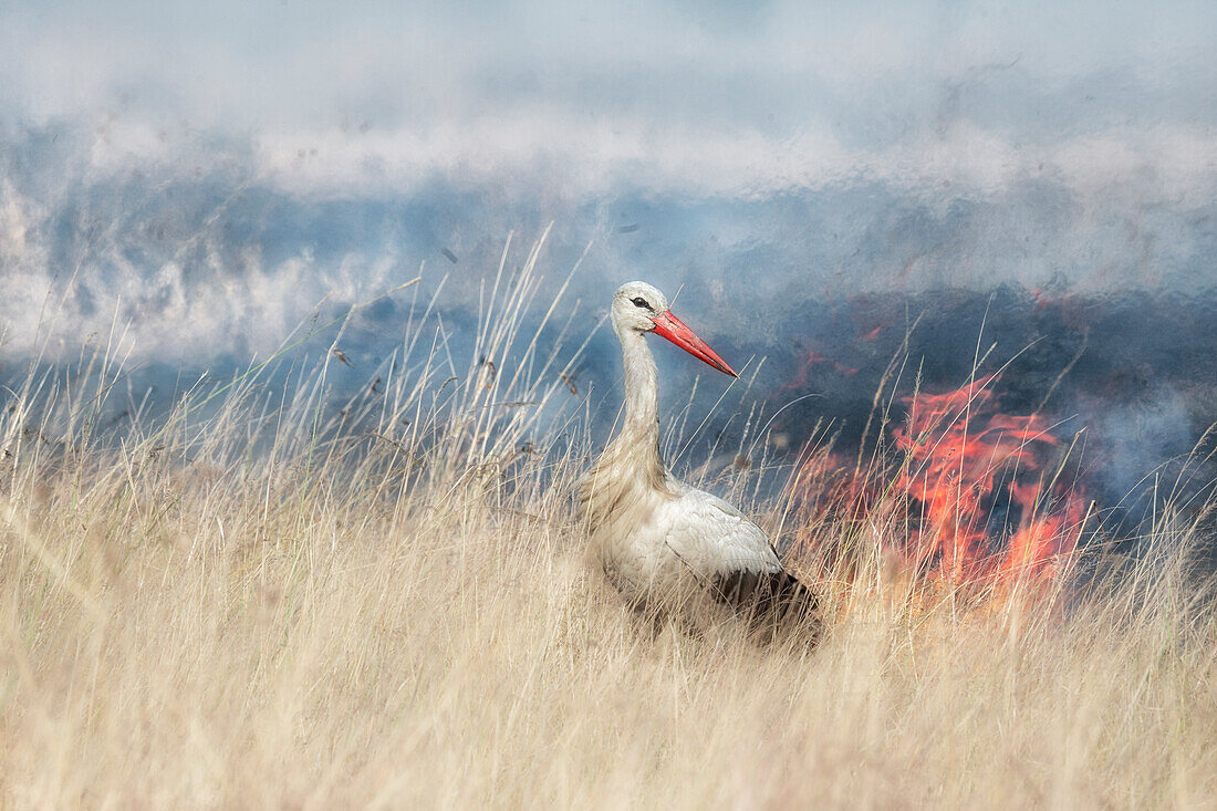 White stork feeding on insects fleeing a wildfire in the Masai Mara National Reserve, Kenya