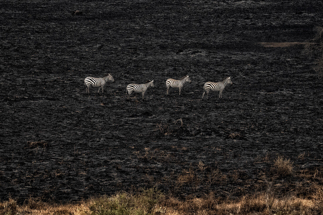 Zebras beim Überqueren eines Waldbrandes in der Masaimara, Kenia