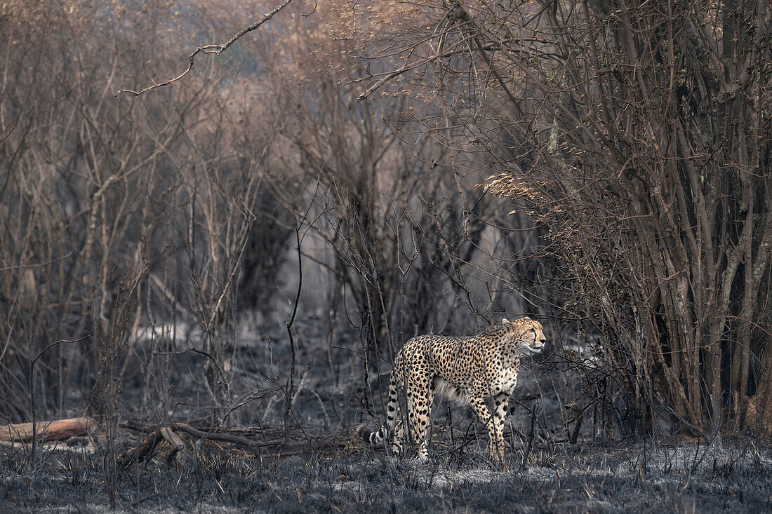 Gepard auf der Jagd in einem von einem Waldbrand verwüsteten Gebiet im Masaimara-Nationalreservat, Kenia