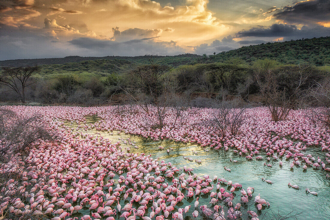 Zwergflamingos im Bogoria-See, Kenia