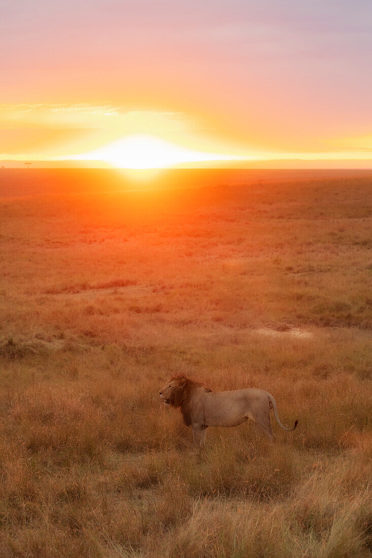 A male lion in the Masaimara at sunrise, Kenya