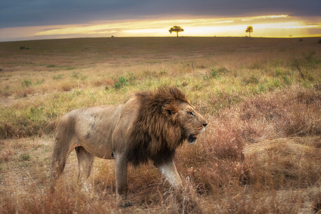 Ein männlicher Löwe in den Masaimara bei Sonnenaufgang, Kenia