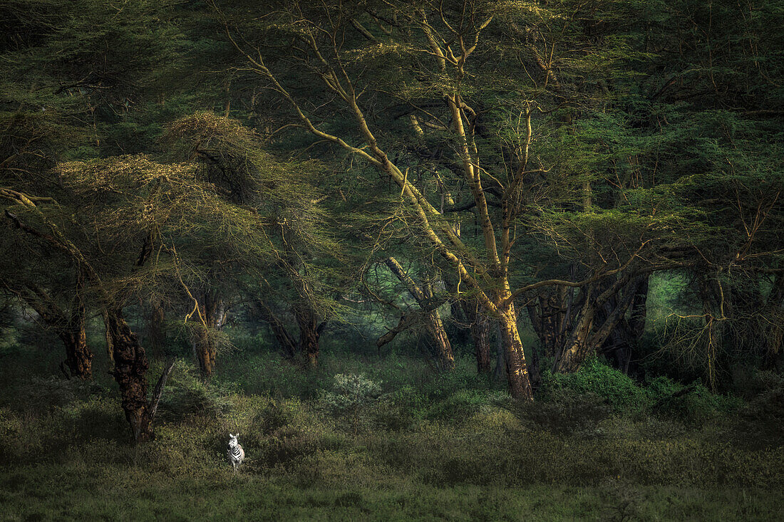 Zebra im Nakuru-See-Nationalpark, Kenia