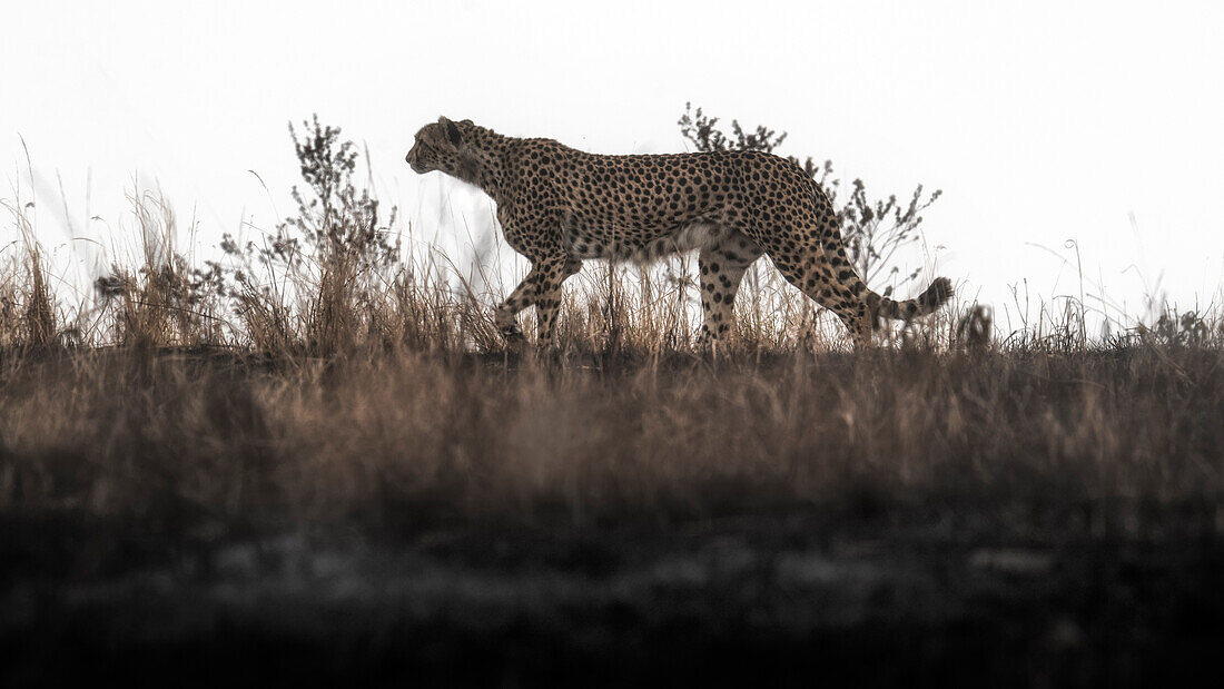 Gepardenjagd in einem von einem Waldbrand verwüsteten Gebiet im Masaimara-Nationalreservat, Kenia