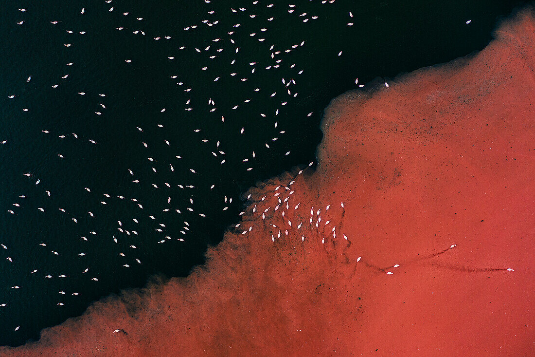 Luftaufnahme von Zwergflamingos bei der Fütterung im Bogoria-See, Kenia