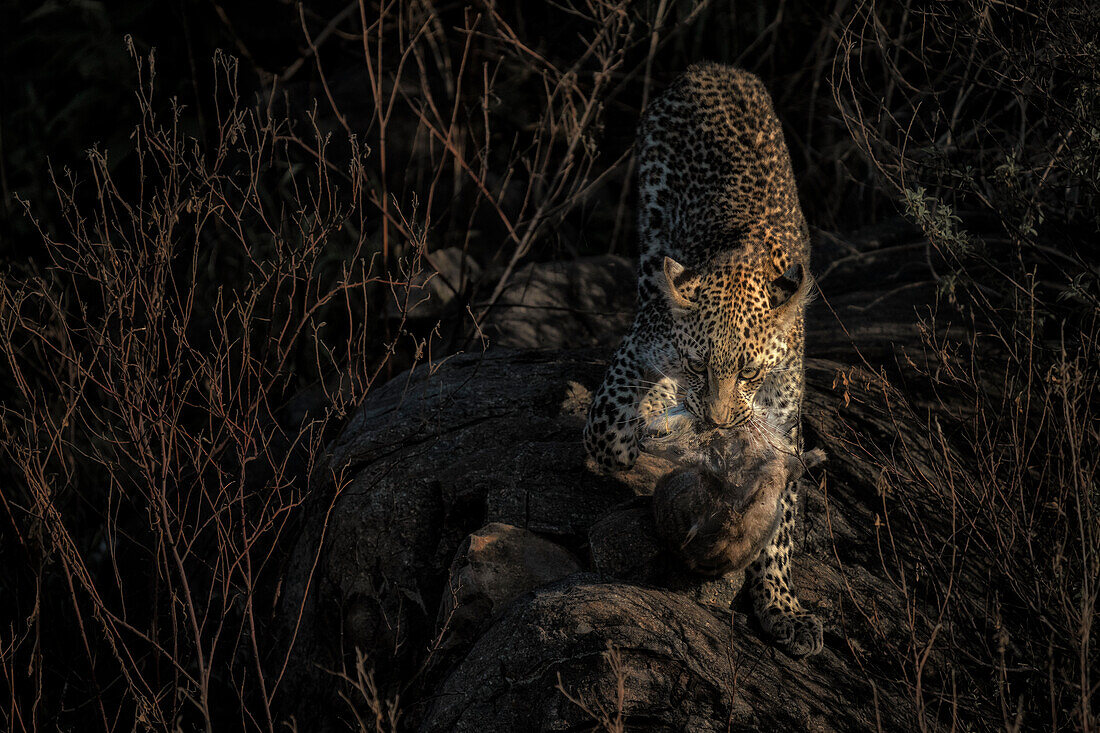 Leopard cub hunting a rock hyrax, Serengeti