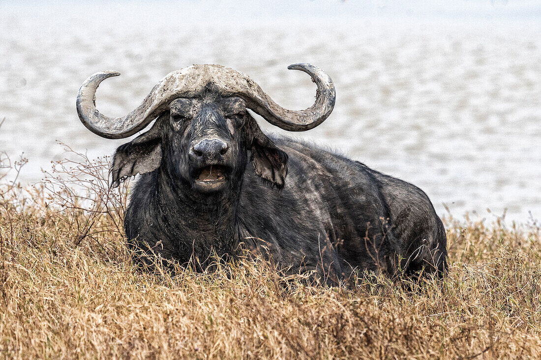 Kaffernbüffel in der Serengeti, Tansania