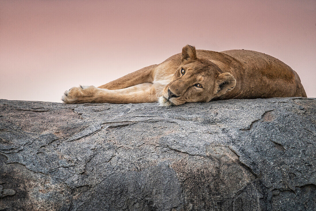 Eine Löwin ruht sich auf einer Kuppe in der Serengeti aus, Tansania