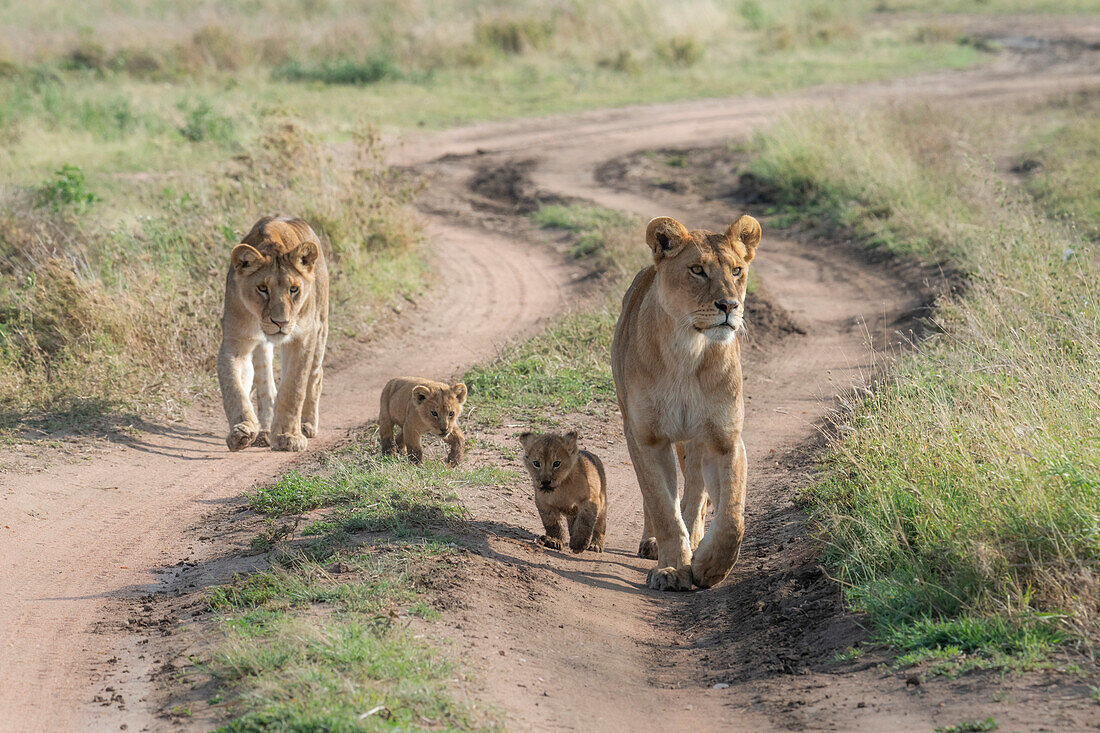 lion family, with cubs, in the Serengeti, Tanzania