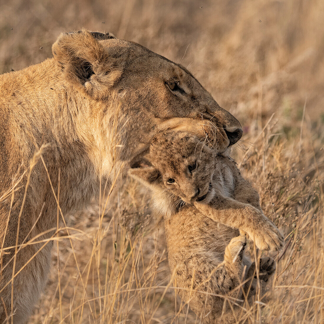 Weibliche Löwin trägt ein Jungtier im Maul, Serengeti, Tansania