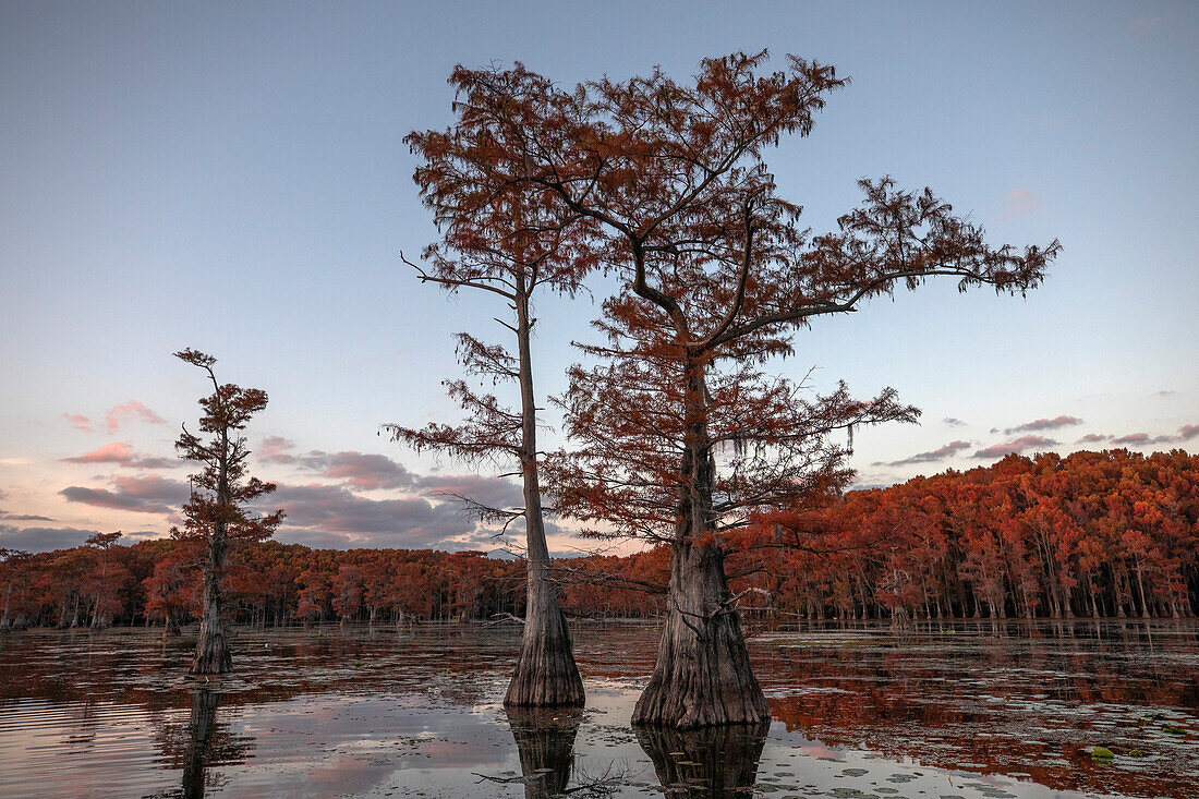 Bald cypress in Autumn Color, Lake Caddo, Texas