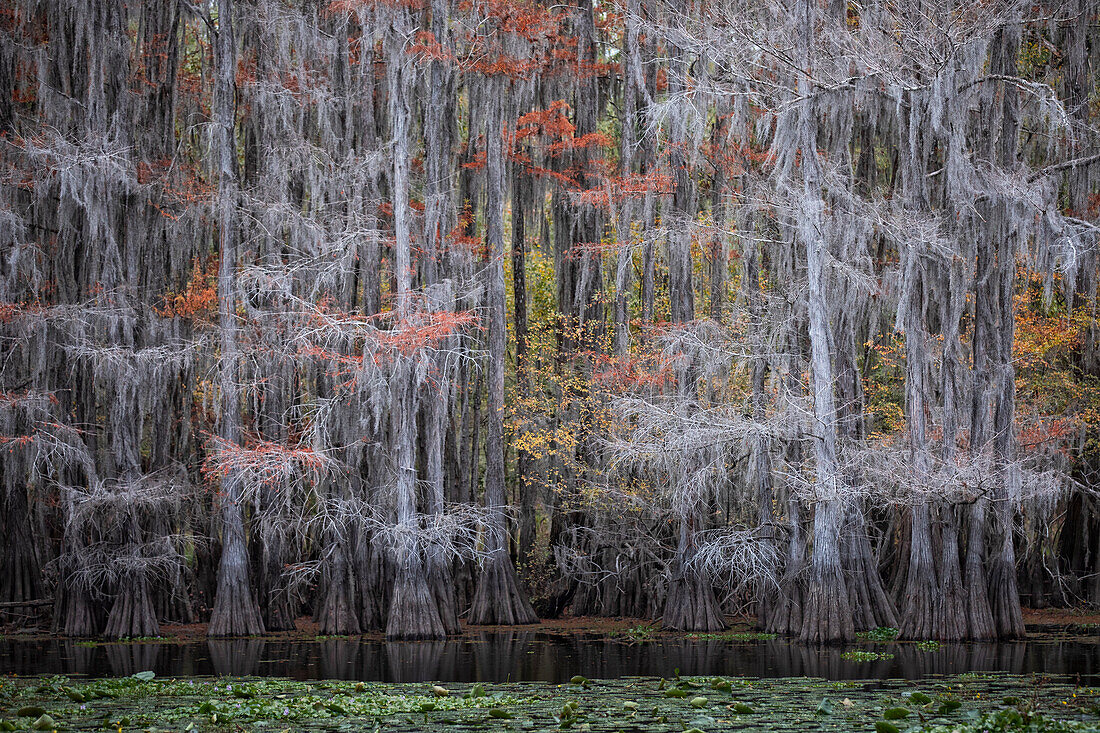 Bald cypress in Autumn Color, Lake Caddo, Texas