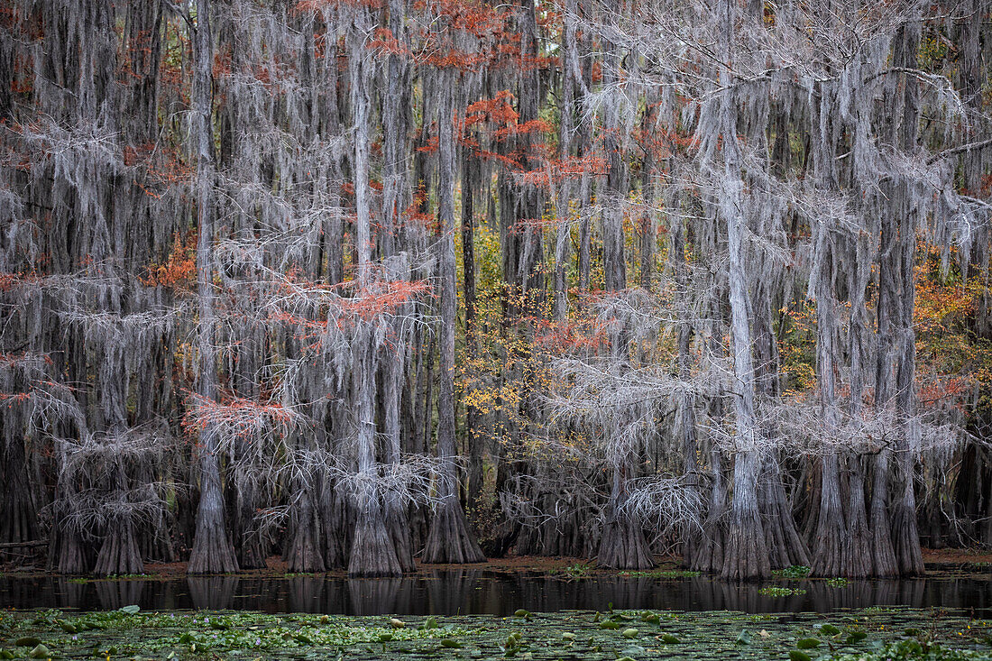 Kahle Zypresse in Herbstfarben, Caddo-See, Texas