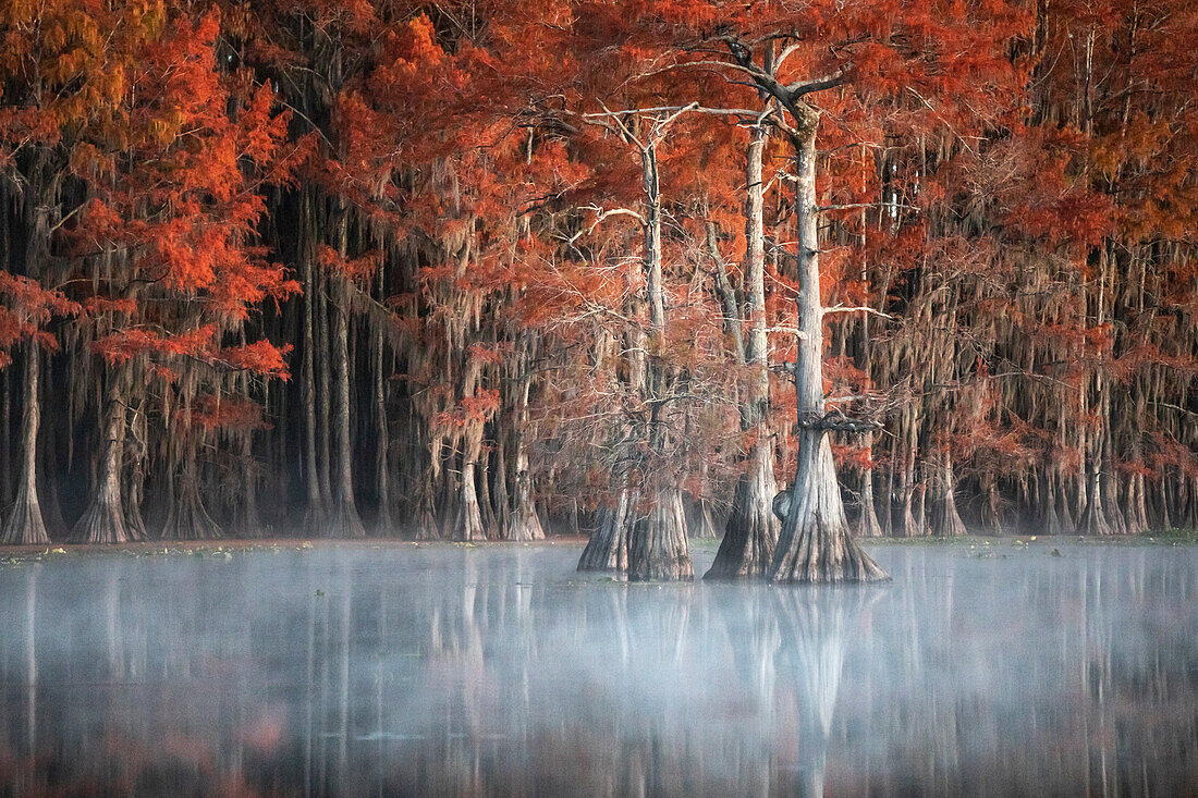 Misty sunrise in Lake Caddo, Texas, in Autumn