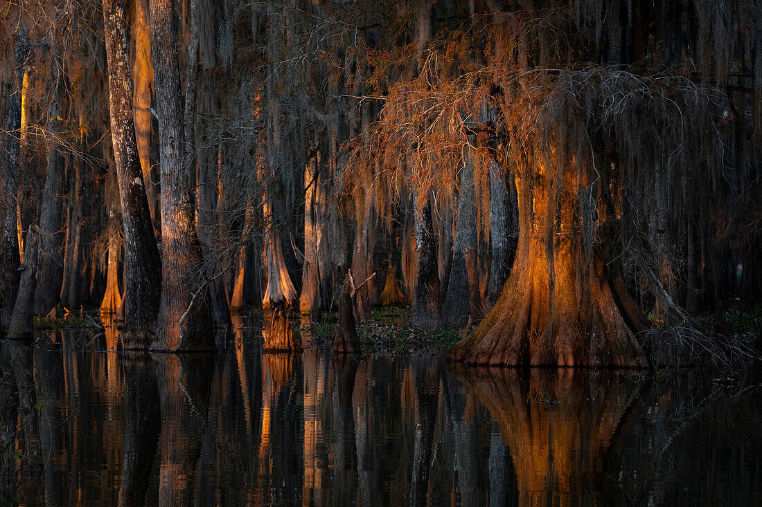 Atchafalaya Basin in Autumn at sunset, Louisiana