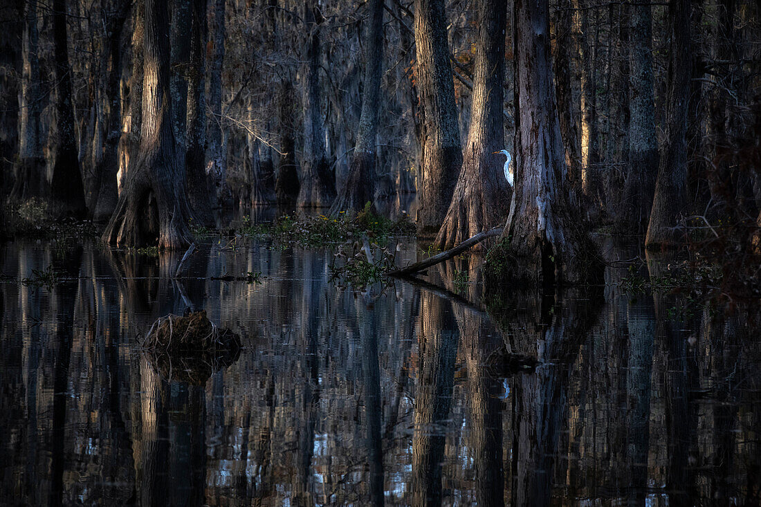 Silberreiher im Lake Martin bei Sonnenaufgang, Atchafalaya-Becken, Louisiana