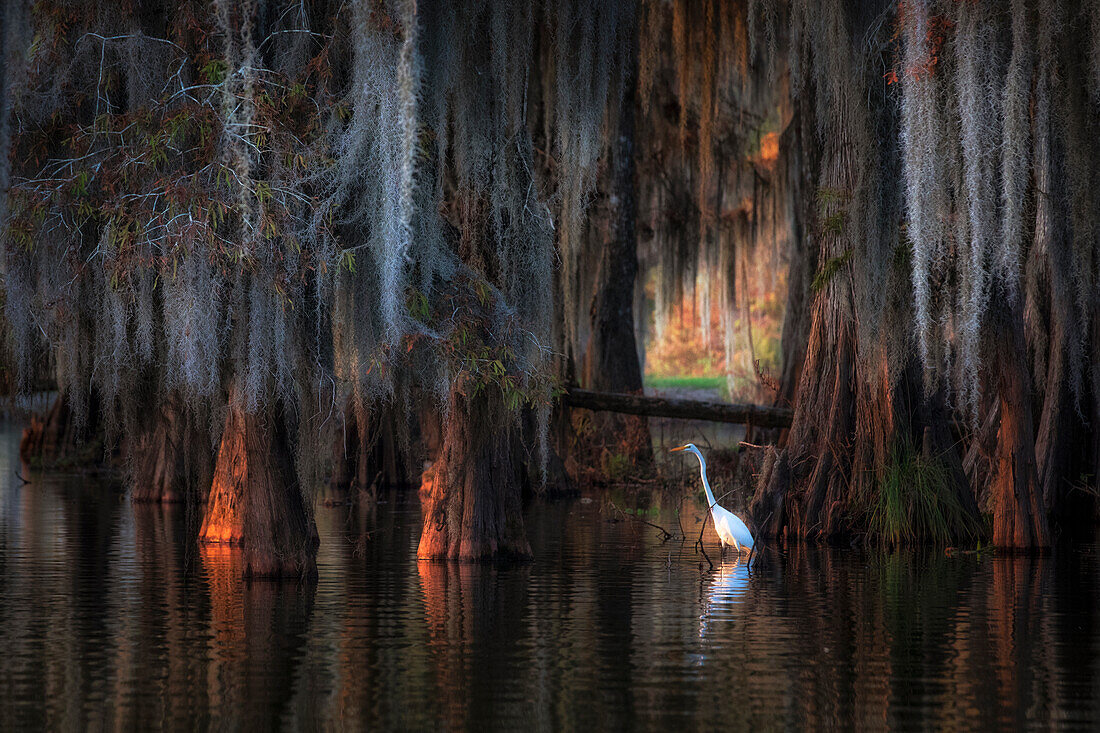 Silberreiher im Lake Martin bei Sonnenaufgang, Atchafalaya-Becken, Louisiana