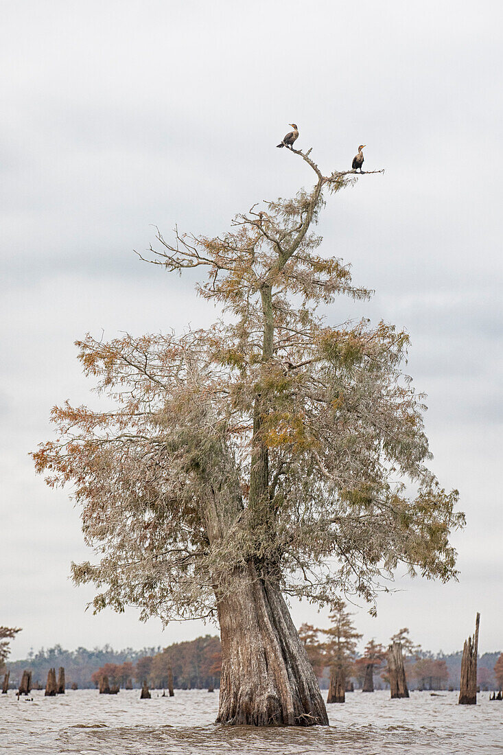 Kahle Zypresse im Atchafalaya-Becken, Louisiana