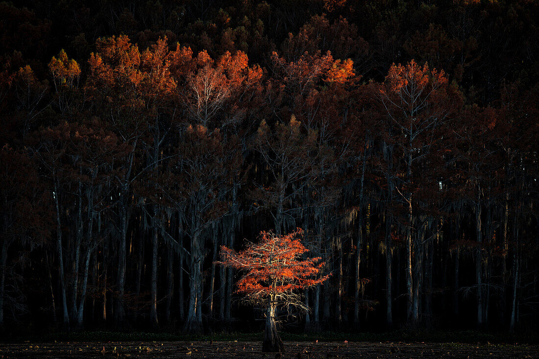 Sumpfzypresse in Herbstfarben, Lake Caddo, Texas