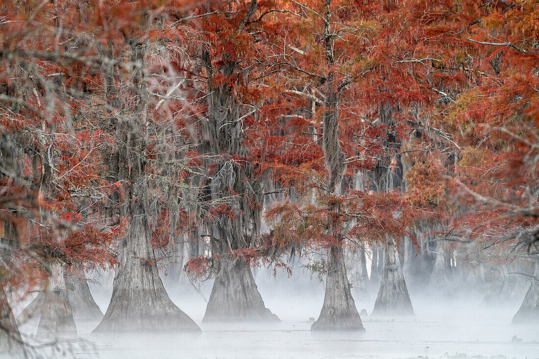 Misty sunrise in Lake Caddo, Texas, in Autumn