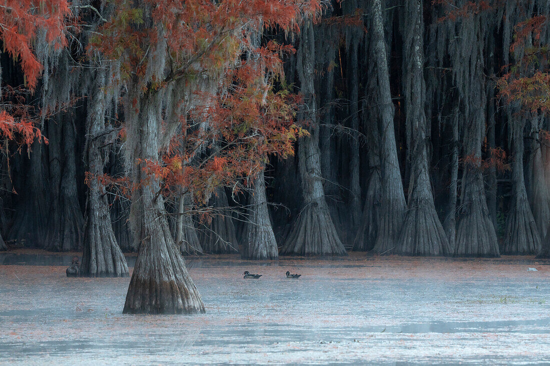 Enten im Lake Caddo bei Sonnenaufgang, Texas