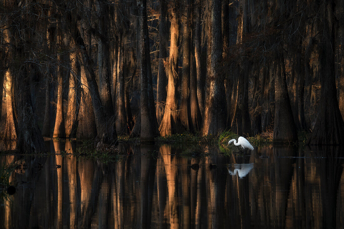 Silberreiher im Lake Martin bei Sonnenaufgang, Atchafalaya Basin, Louisiana