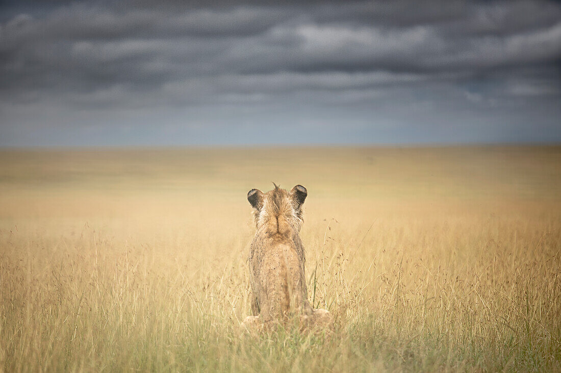 Male lion in the maasaimara, Kenya