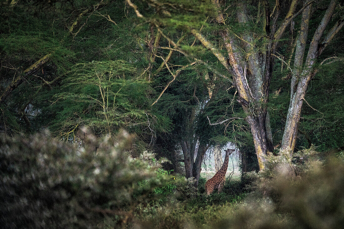 Rothschild giraffes in Lake Nakuru National Park, Kenya