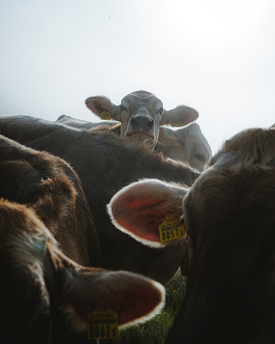 Cows on the Grevasalvas mountain pasture on a summer morning. Grevasalvas, Engadin, Switzerland, Europe