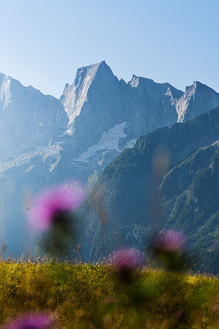 Blumengras mit dem Badile-Gipfel im Hintergrund. Tombal, Soglio, Val Bregaglia, Kanton Graubünden Schweiz