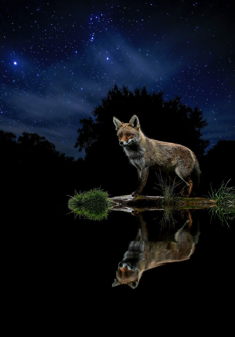 Red fox (Vulpes vulpes) at night reflected on the water in a starry night