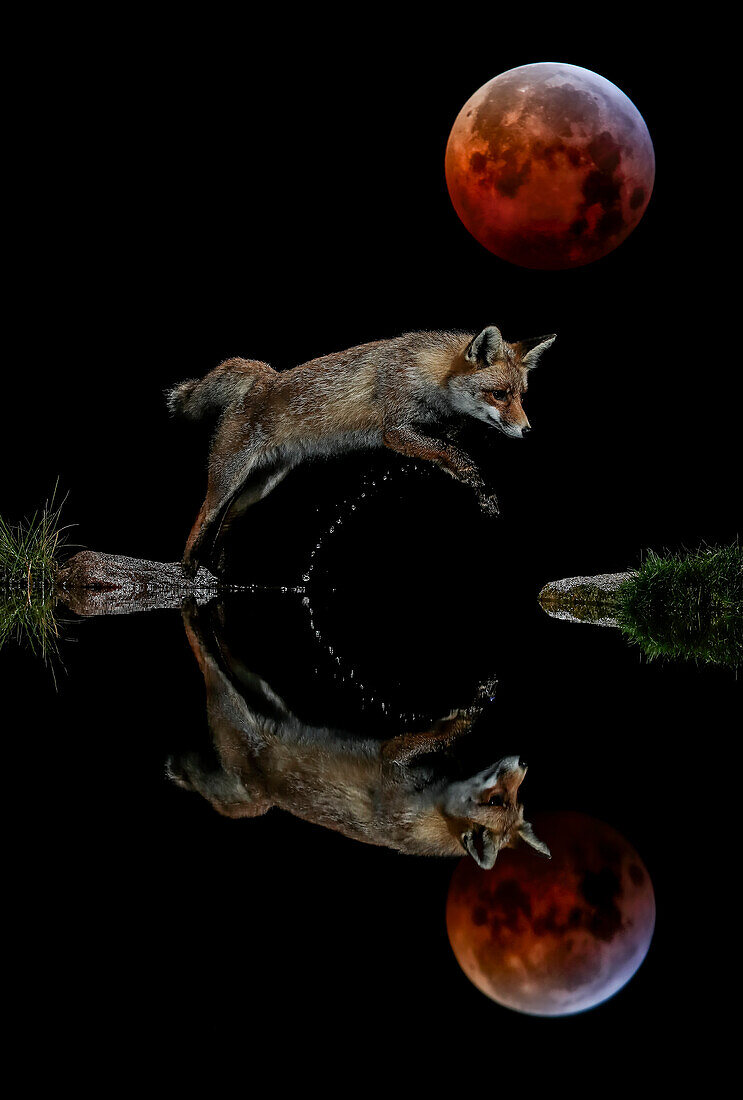 Nachtporträt des springenden Rotfuchses (Vulpes vulpes) bei Nacht, mit reflektierter Silhouette und einem großen roten Mond am Himmel