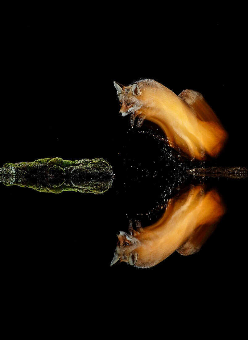 Nachtporträt des springenden Rotfuchses (Vulpes vulpes) bei Nacht, mit gespiegelter Silhouette