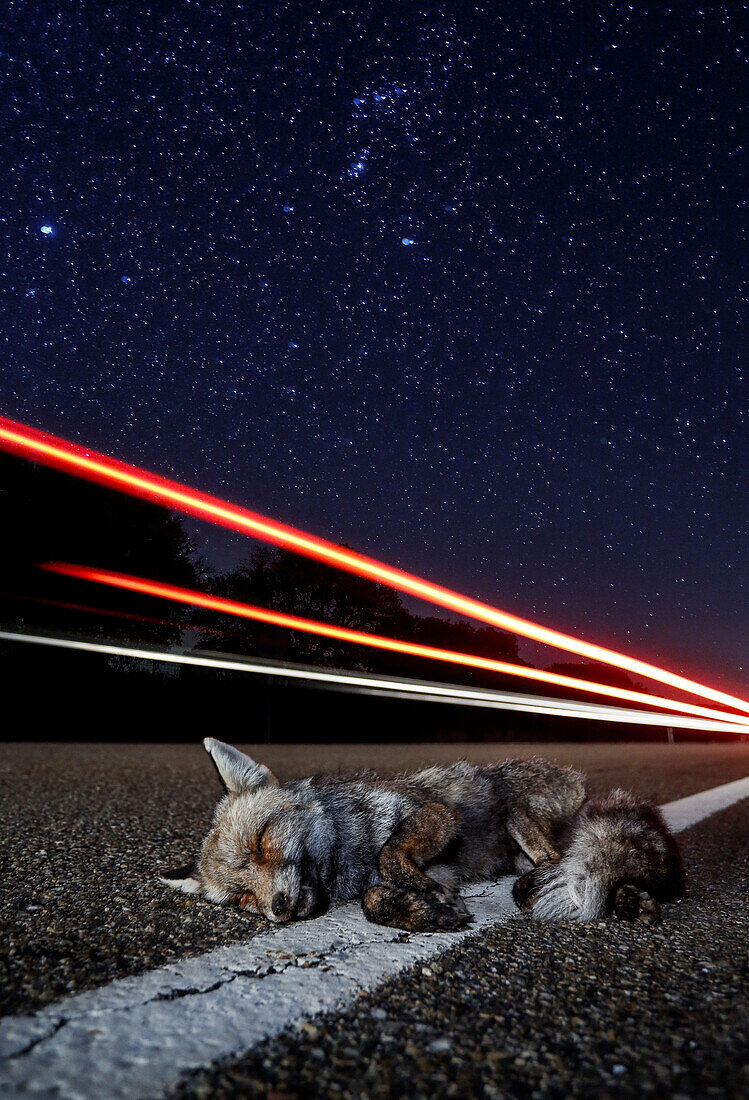 Toter Rotfuchs (Vulpes vulpes) auf einer nächtlichen Straße, mit den Lichtern eines fahrenden Autos