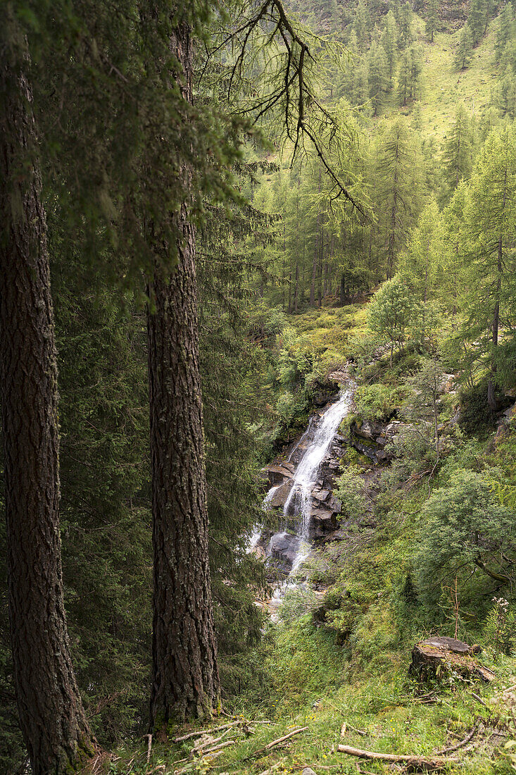 Wasserfälle im Wald, Rabbi, Rabbital, Autonome Provinz Trient, Trentino Alto-Adige/Südtirol, Italien