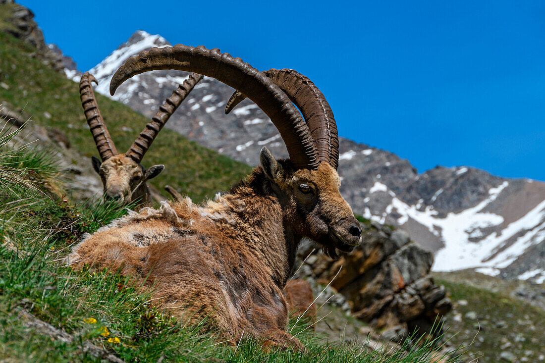 ibex in Gran Paradiso National Park, Piedmont, Italy, Italian alps)