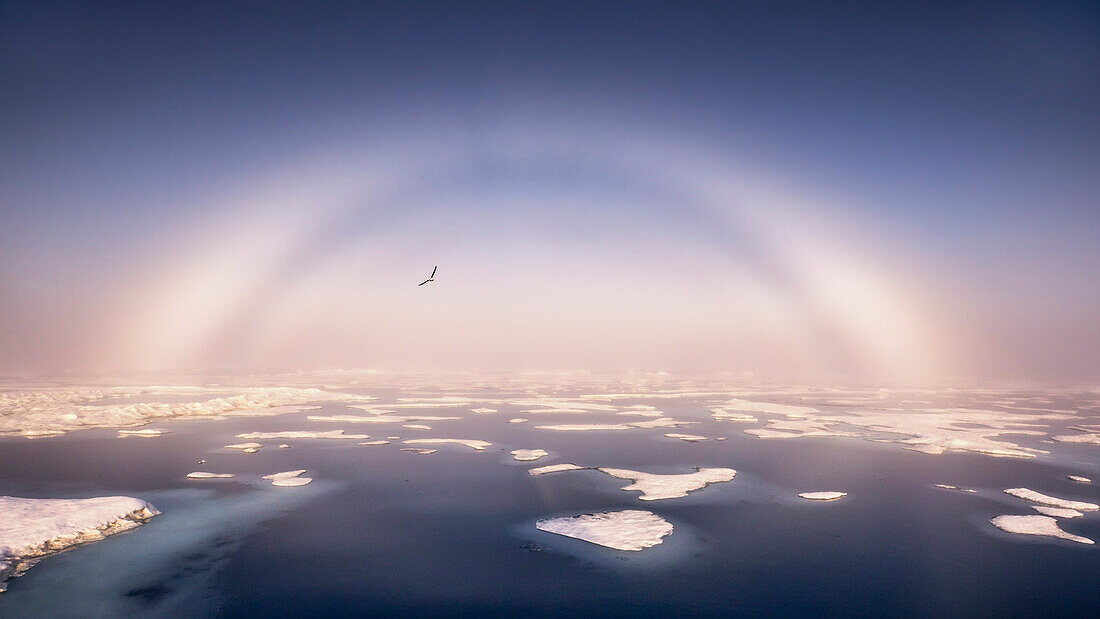 Eine Möwe fliegt vor einem Regenbogen im Nordpolarmeer, Svalbard