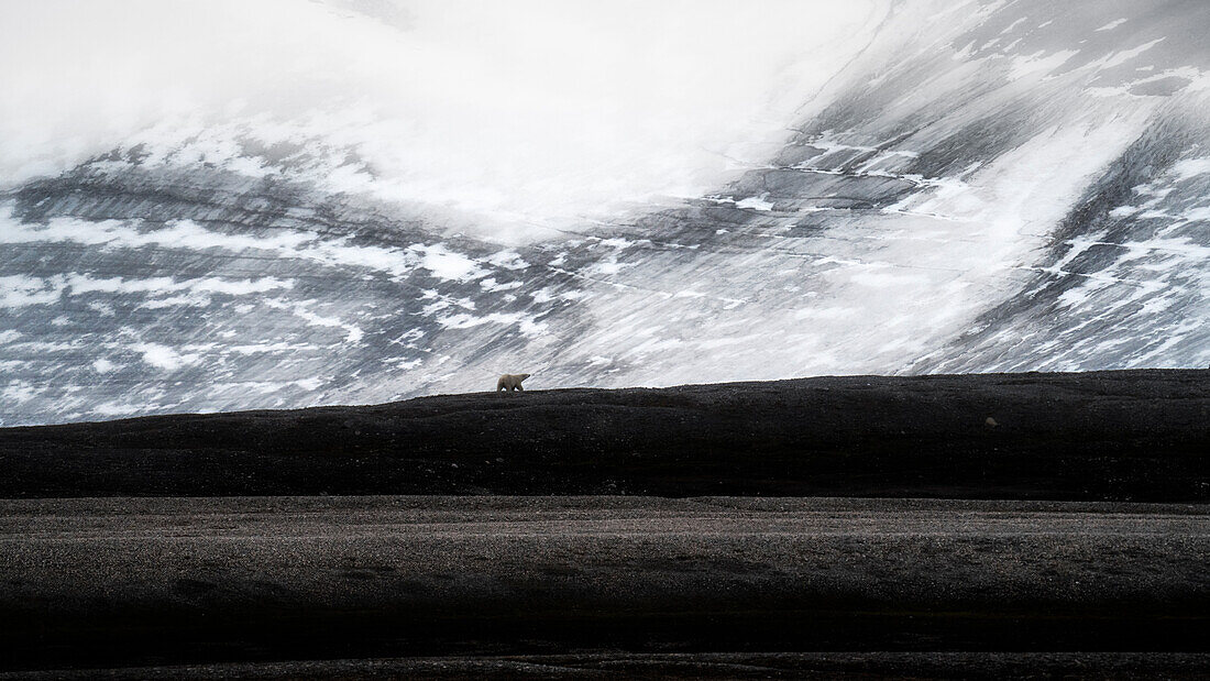 A polar bear (ursus maritimus) depicted in the high arctic in Northern Spitsbergen, Svalbard.