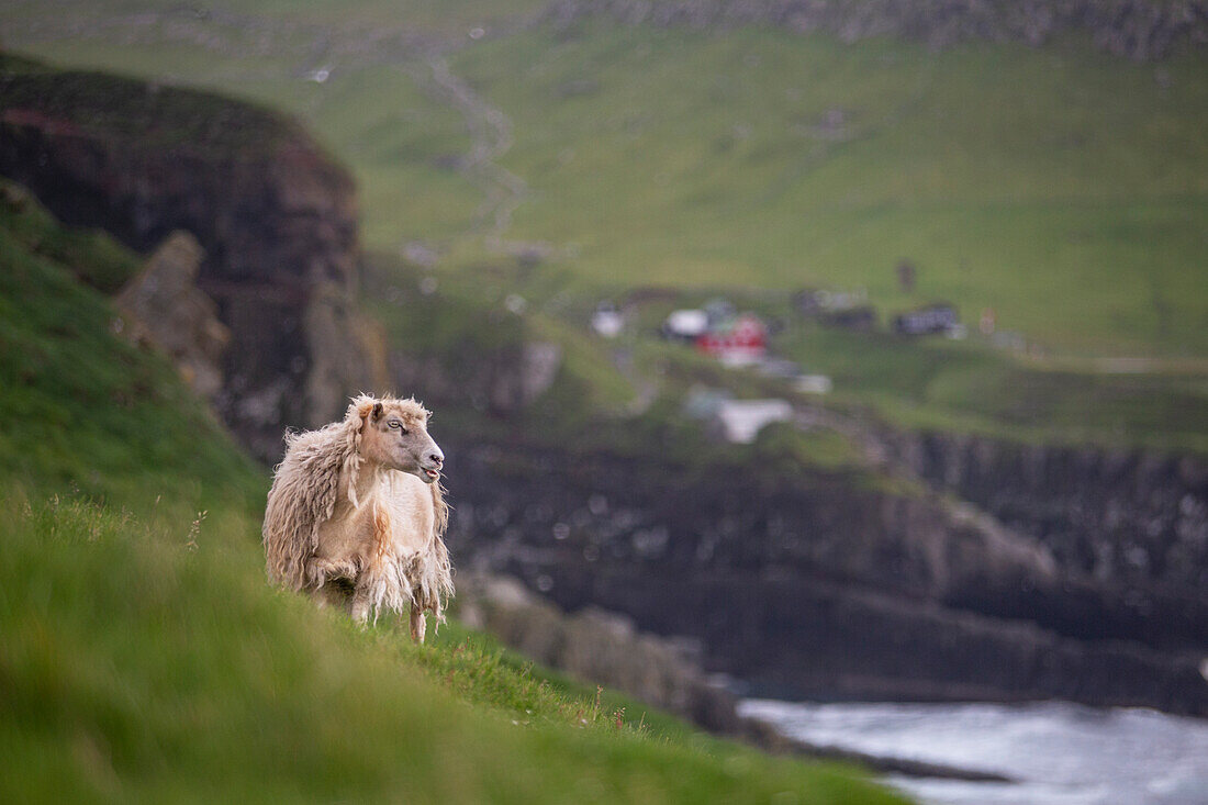 Europe, Denmark, Faroe Islands, Mykines: a sheep herding in the wild