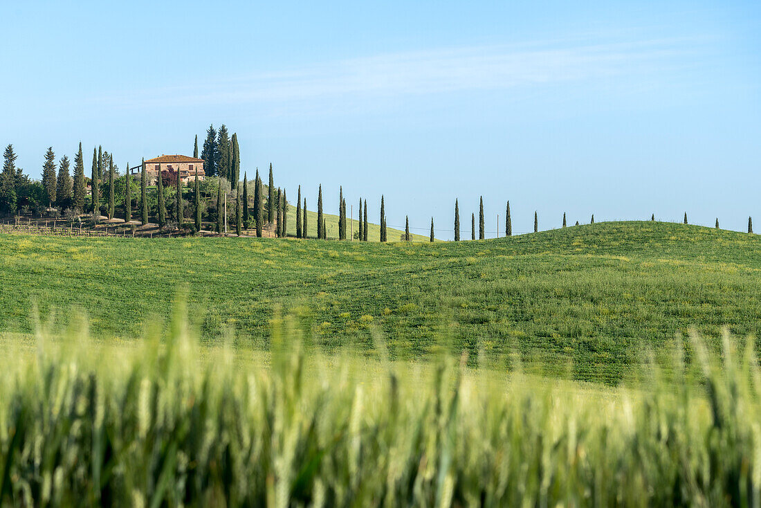 Europe, Italy, Tuscany, Val d'Orcia: classic view on a less classical farm on the road